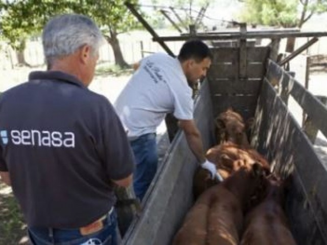 Comienza el lunes 13 la vacunacin contra la aftosa
